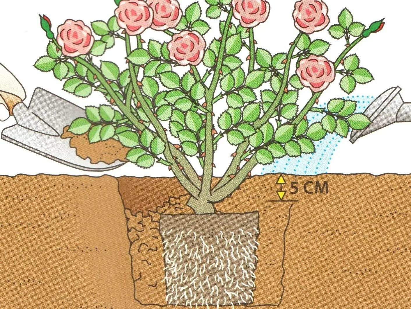 Как правильно посадить саженец розы. Посадка плетистой розы весной. Саженец плетистой розы. Высадка роз в грунт весной.