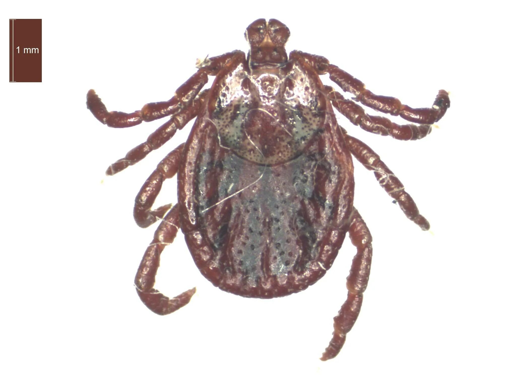 Клещи иксодовые таежный. Определитель клещей пермский край. Таежный клещ атлас определитель 2. Таежный клещевой энцефалит возбудитель. Клещи определитель.