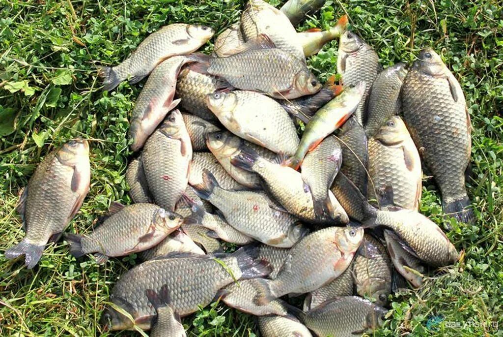 карась и бычок. речная рыба карась. бычок ротан мальки. карась и бычок. карась и бычок.