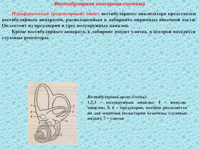 Сенсорные системы с волосковыми рецепторами. Рецепторный отдел сенсорной системы. Рецепторный отдел сенсорной системы. Характеристика отделов слуховой сенсорной системы. Рецепторы слуховой сенсорной системы являются.