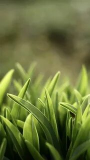 Grass mobile for android