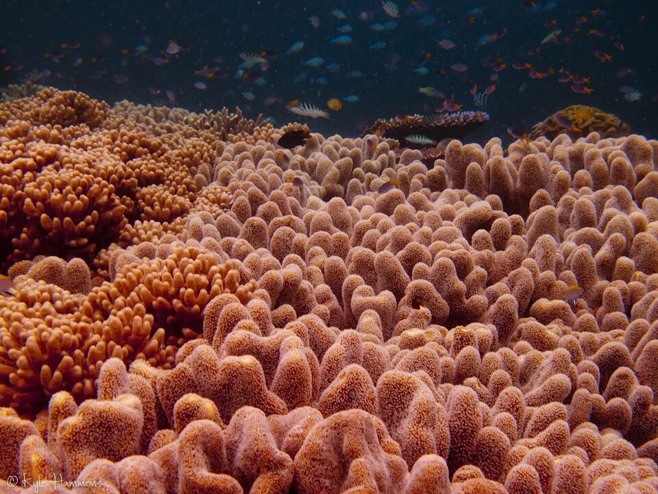 Колониальные коралловые полипы. Скелет мадрепорового коралла. Коралловые полипы кишечнополостные. Белизский барьерный риф. Колониальные коралловые полипы.