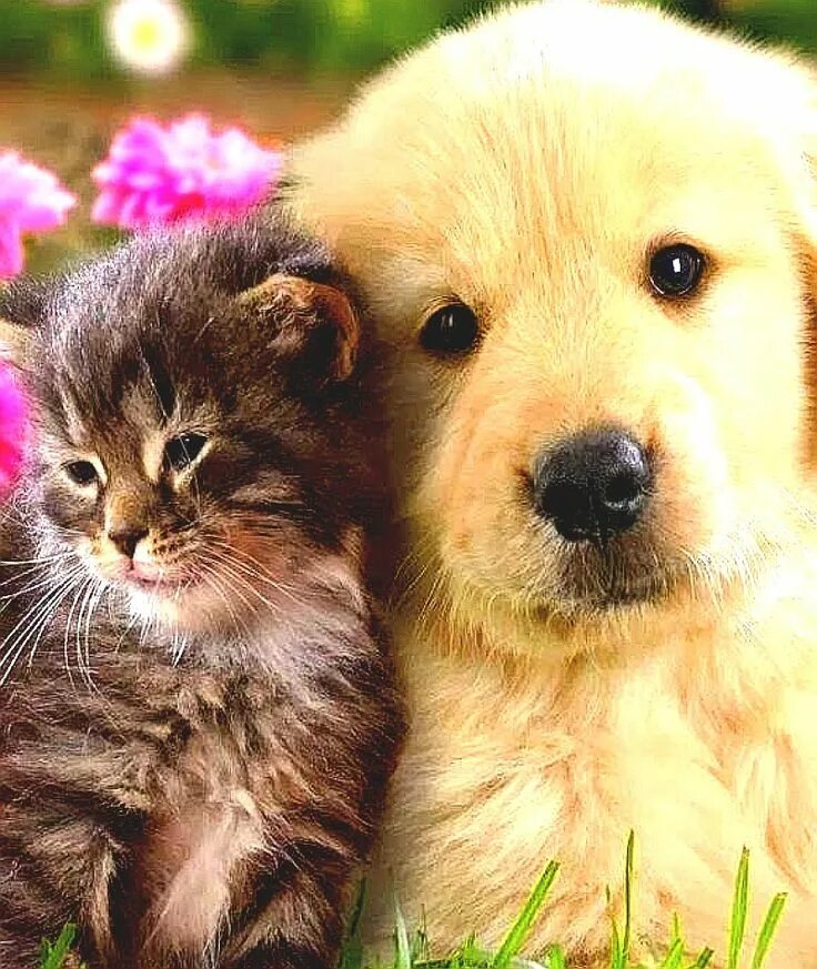 Котик та собачка