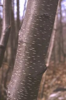 Береза коричневого цвета