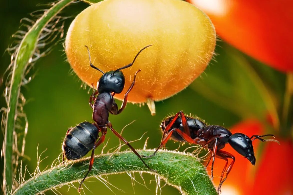Рыжий муравей питание. Муравьи фуражиры. Садовые муравьи. Насекомые муравей. Муравьи на участке.