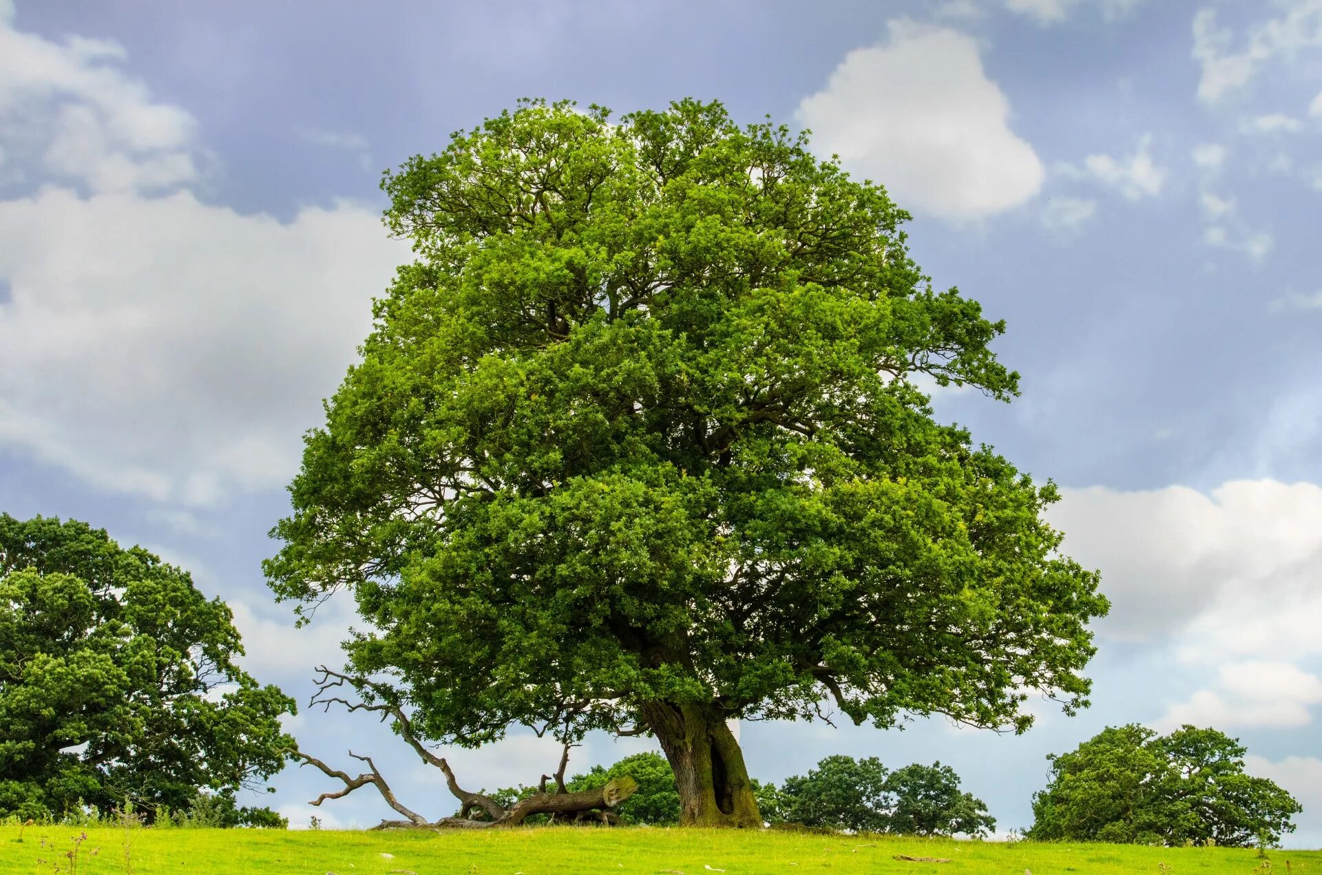 My new tree. Дуб черешчатый дерево. Раскидистая крона дуб. Дуб черешчатый бонсай. Раскидистое дерево дуб.