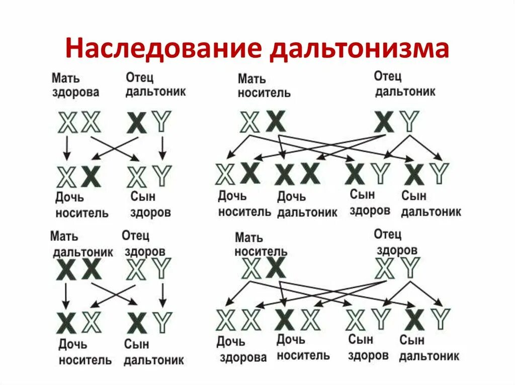 Ген общей цветовой слепоты. Дальтонизм генетика Тип наследования. Наследование Гена дальтонизма. Гены дальтонизма наследуются. Схема наследования дальтонизма.