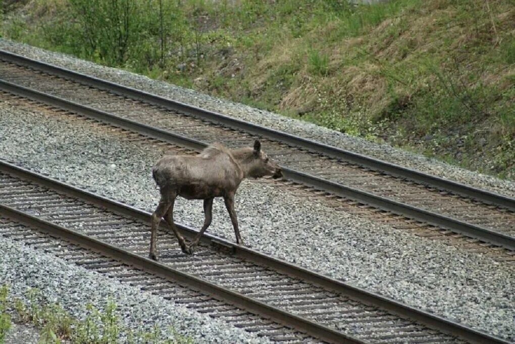 Иски к железной дороге. Животные на железной дороге.