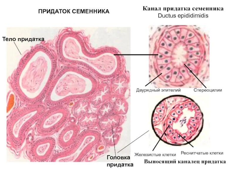 Семенник гистология. Придаток семенника гистология препарат. проток придатка яичка гистология. придаток яичка гистология. придаток семенника гематоксилин эозин.