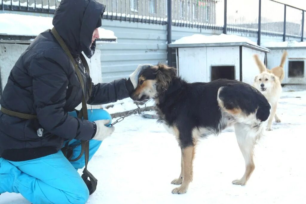 Сайт приют друг. Друг приют для животных Омск. Приют Омск. Приют друг в Омске для собак. Приют друг в Сыктывкаре.