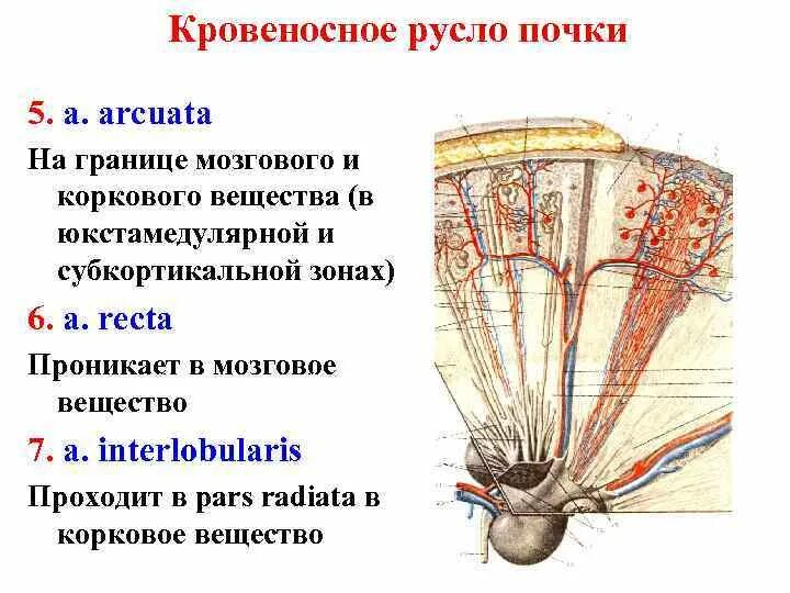 Корковое вещество почки функции. Кровоснабжение коркового и мозгового вещества почки. Кровеносное русло почки анатомия. Кровоснабжение коркового вещества почки. Ход артериального русла почки.