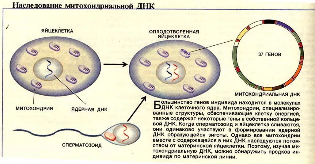 Сколько хромосом содержит эритроцит собаки. Яйцеклетка строение митохондрии. Гены митохондрий. Митохондриальная ДНК. Митохондриальная ДНК схема.