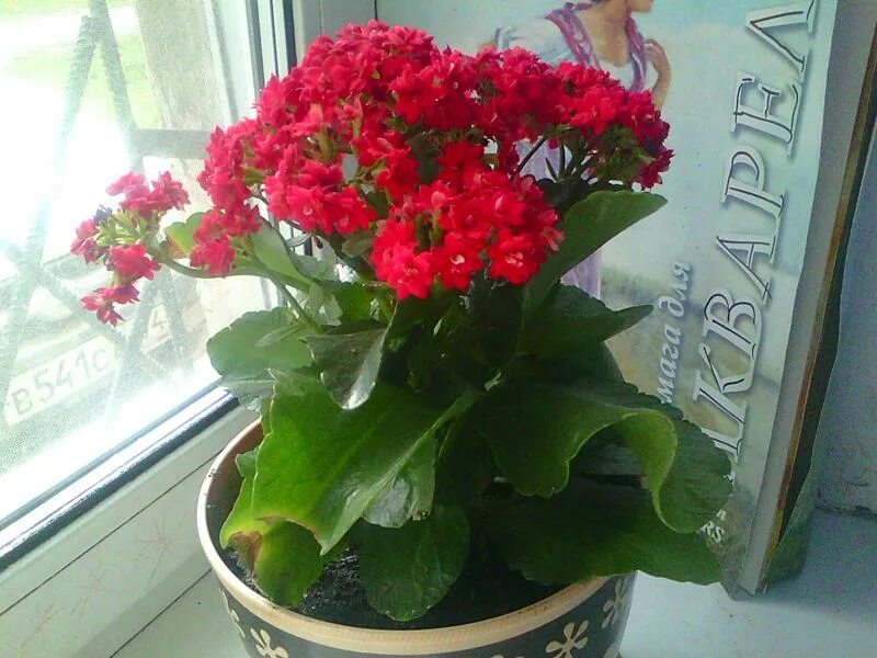 Цветы на окно каланхоэ. Каланхоэ как ухаживать после покупки в горшке. Каланхоэ каландива оранжевая. Каланхоэ каландива в горшке. Каланхоэ на балконе.