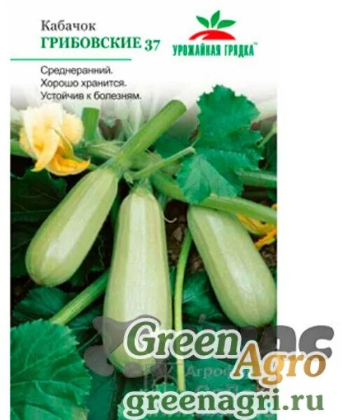 Номер первый грибовский 147. Кабачок Грибовские 37. Кабачок Грибовский семена. Кабачок Грибовские 37 1гр /10 (СЕДЕК Ц/П). Кабачок Грибовский листья.