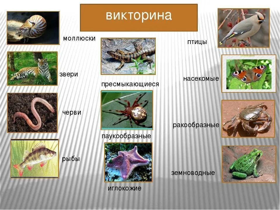 Пресмыкающиеся птицы. Членистоногие пресмыкающиеся и земноводные. Паукообразные, земноводные, пресмыкающиеся.. Земноводные пресмыкающиеся птицы.