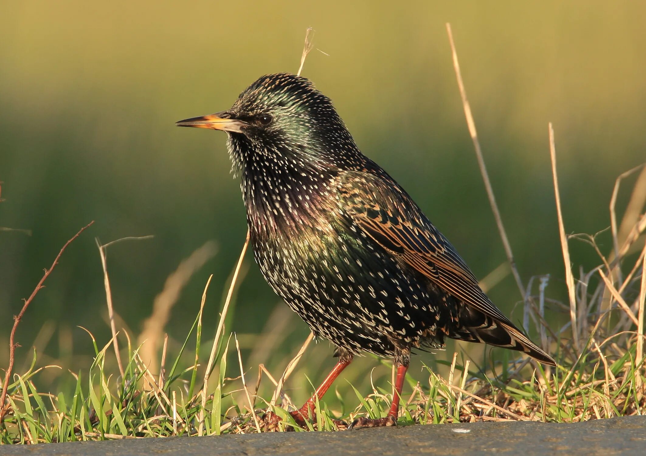 шпак птица. скворцы размеры птицы. скворцы размеры птицы. обыкновенный скворец (sturnus vulgaris). капский скворец.