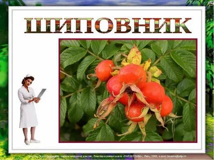 Шиповник 2