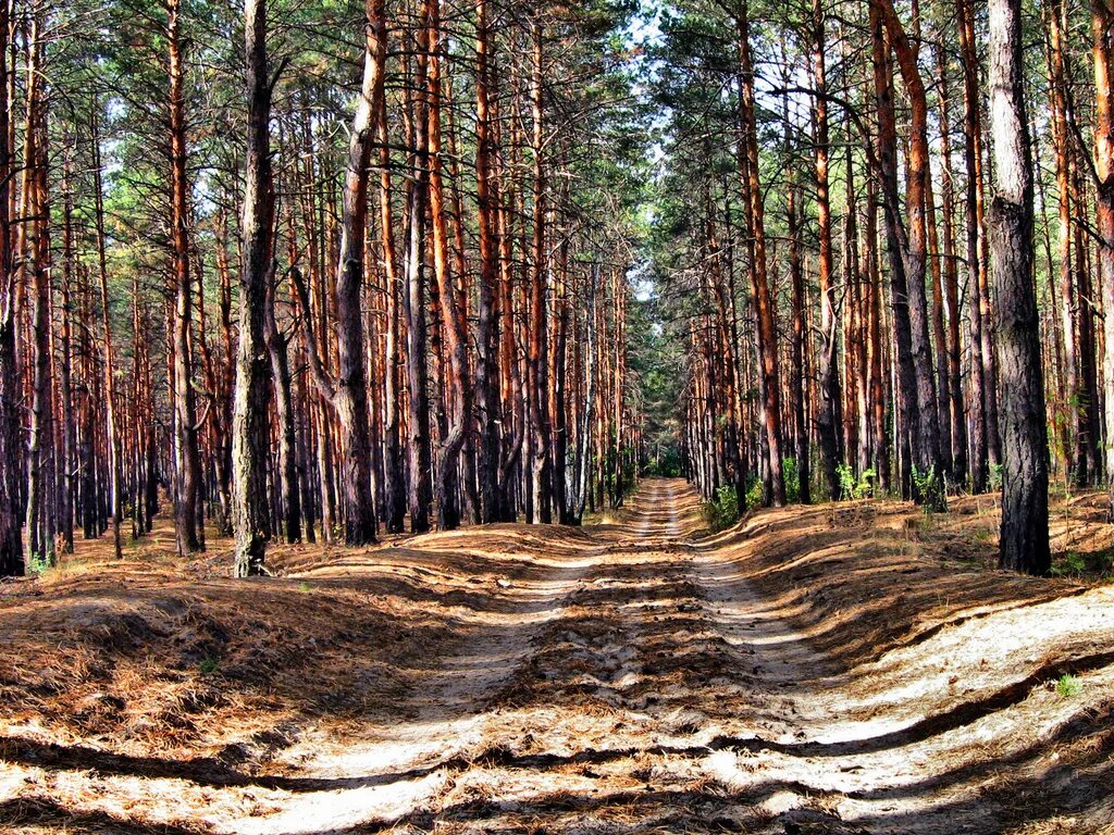 Деревья вид снизу. Мармарис растительность. Сосны великаны. Фотоснимок зимнего пейзажа в курской области село донское. Сосновый воздух.