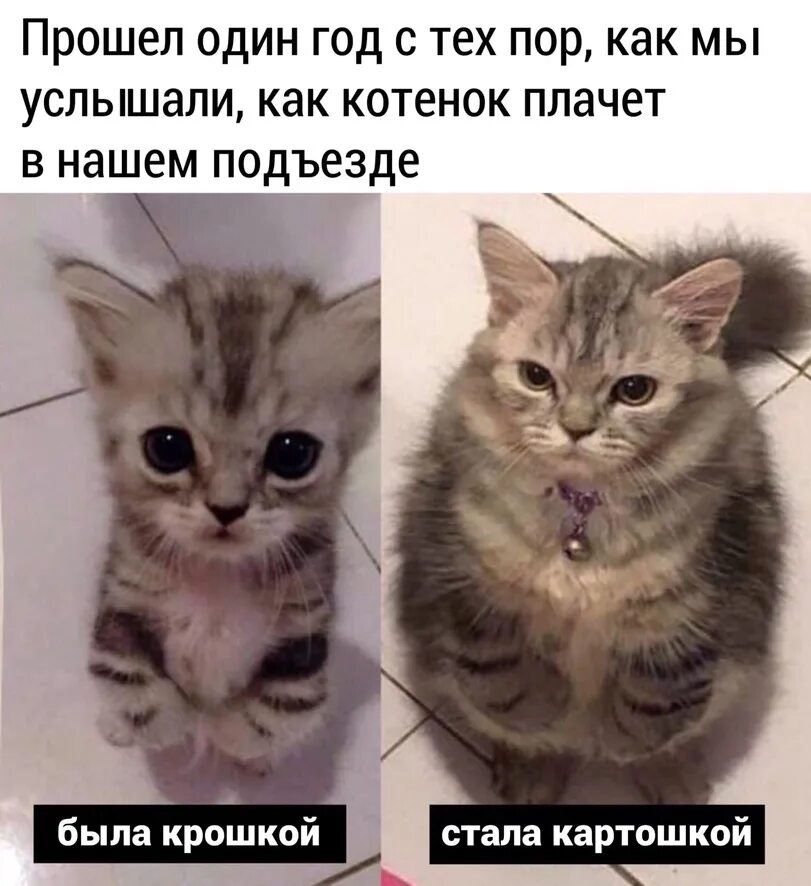 Мемы про котят