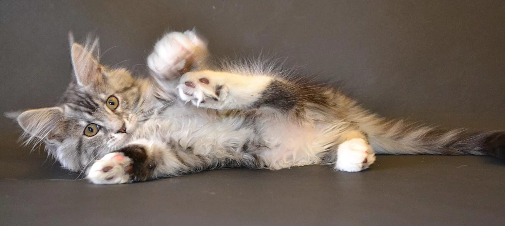 мейн кун кошка хвост.