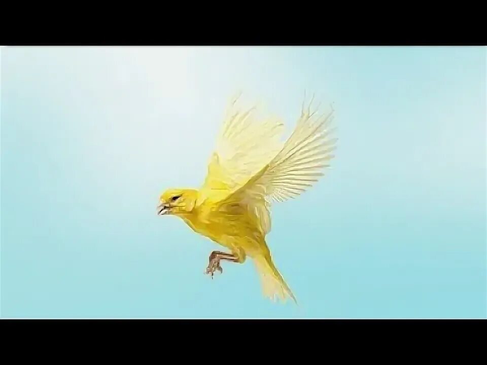 Желтенькая канарейка улетела откуда куда. Канарейка в полете. Желтая птица в полете. Канарейка летит. Какнарейка в полёте.