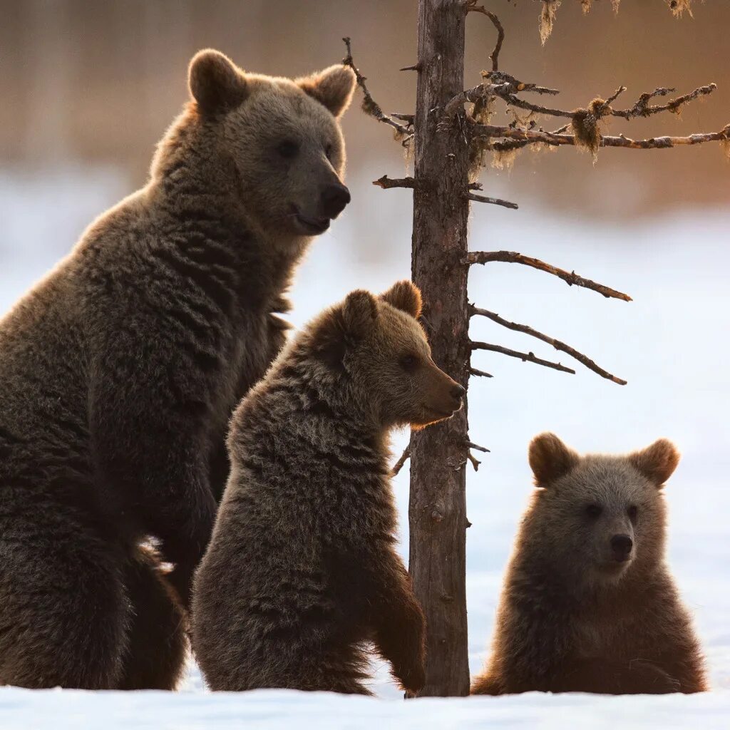 Tree bears are