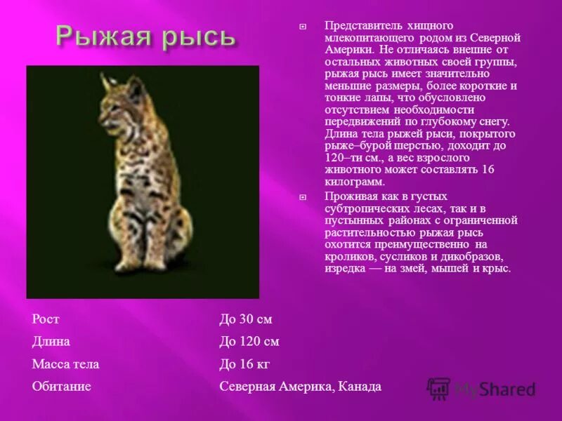 обыкновенная рысь ареал обитания. рысь описание. рысь на каком материке. рыжая рысь описание. ареал обитания рыси.