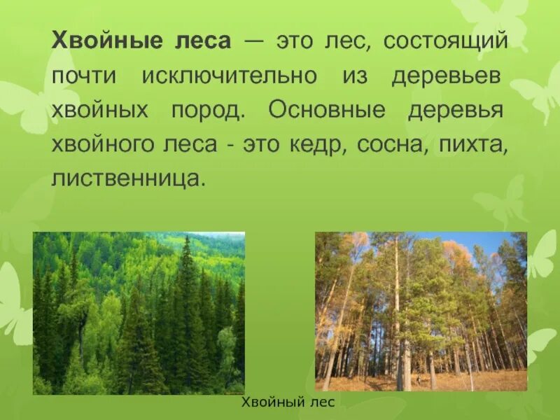 Самый большой текст леса. Леса для презентации. Рассказ о лесе. Хвойные леса доклад. Доклад про лес.