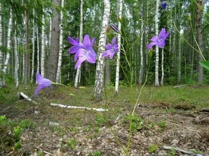 Рейки 3 минуты колокольчик слушать