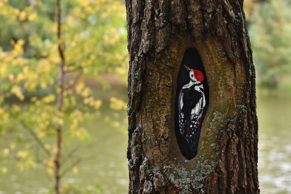 дятел башкортостана. гнездо дятла. дятел в тайге. большой пёстрый дятел зимой. дятел зимой.