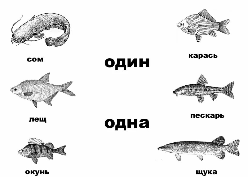 К какому классу относится щука. Сом, щука, окунь, ёрш. Окунь щука Карп карась сом лещ Ерш. Карась окунь щука. ( Щука, сом, окунь, карась.).