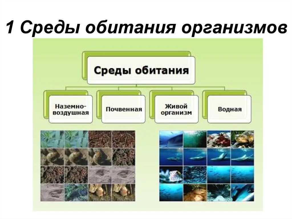 Среда обитания. Среда. Среды обитания организмов. Средопитания организмов.