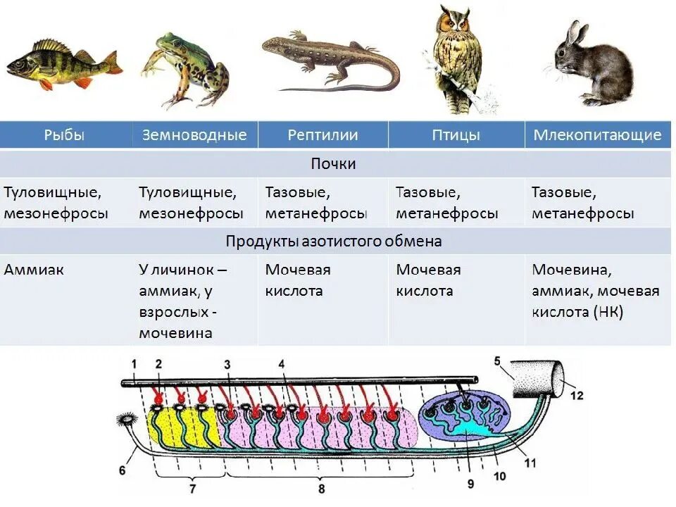 Особенности строения классов позвоночных