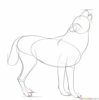 Как нарисовать красного волка легко