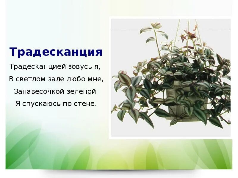 Традесканция приметы и суеверия для дома. Традесканция комнатная приметы. традесканция цветок приметы. презентация традесканция. традесканция паспорт.