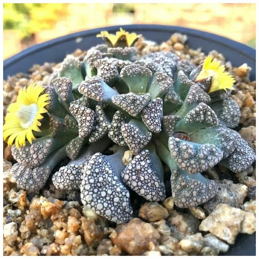 Титанопсис известковый. Суккулент крассула титанопсис. Титанопсис калькарея суккуленты. Титанопсис. Суккулент титанопсис.