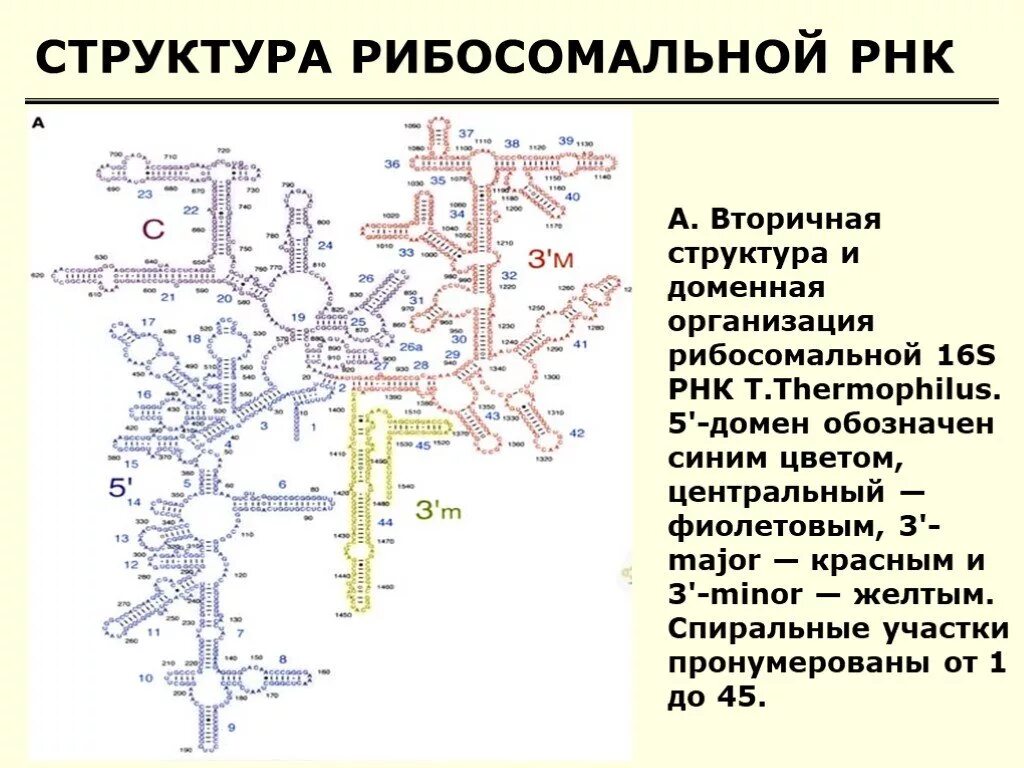 Вторичная структура рибосомальной РНК. Вторичная структура р РНК. Структура р РНК. Характеристика вторичной структуры РНК.