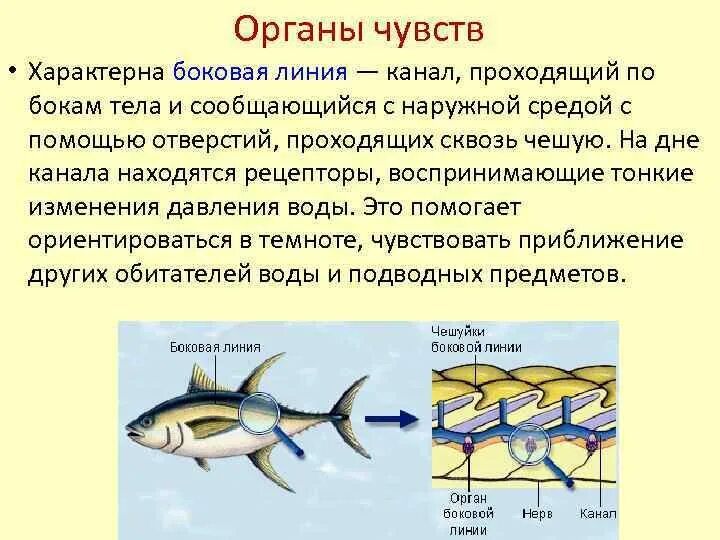Органы боковой линии у каких рыб. Органы боковой линии функции. Боковая линия у рыб функции. Органы боковой линии у рыб функции. Строение боковой линии у рыб.