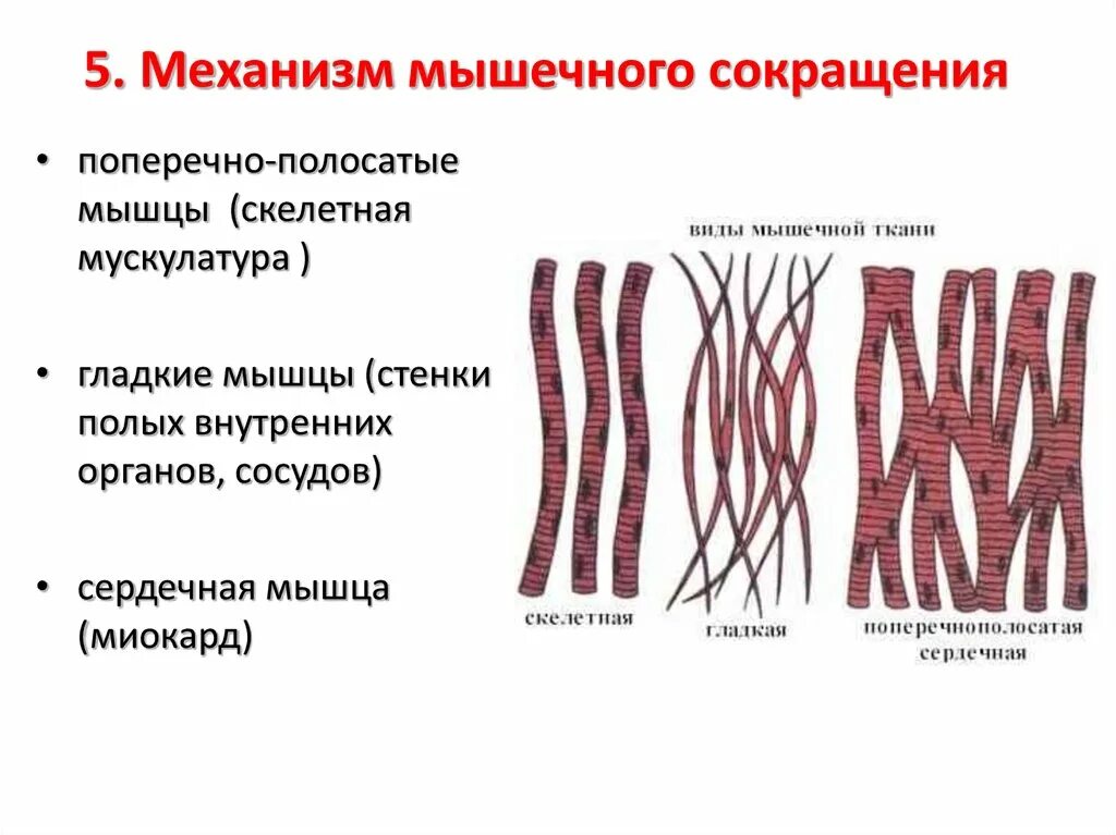 Механизм сокращения поперечно полосатой мышечной ткани. Поперечно Скелетная мышечная ткань. Строение поперечно полосатой скелетной мышечной ткани. Поперечнополосатая Скелетная мышечная ткань строение. Мышечные ткани какие