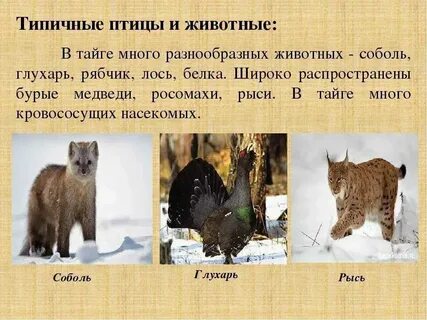 Какие животные обитают в местности