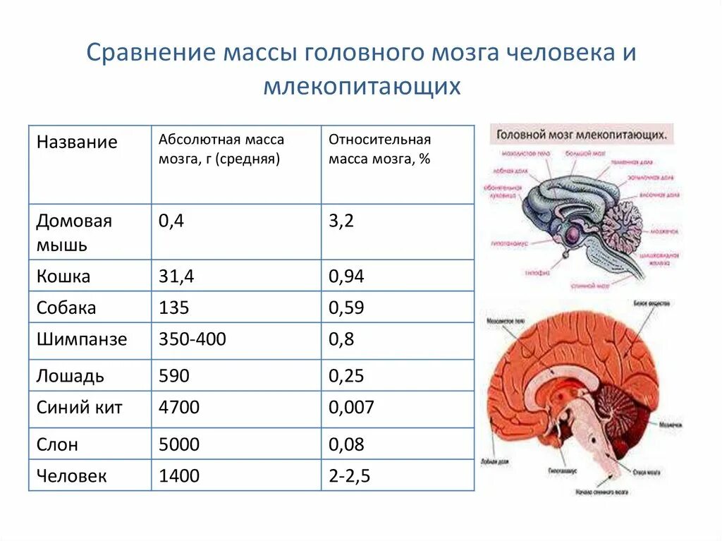 Сколько весил мозг. 80 От общей массы головного мозга приходится на. Сравнение массы головного мозга человека и млекопитающих. Средняя масса головного мозга человека.