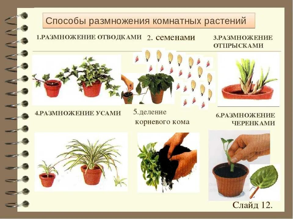 Как размножаются комнатные цветы. Размножение комнатных растений. Комнатные цветы размножение. Способы размножения комнатных цветов. Укоренить черенки комнатных цветов.