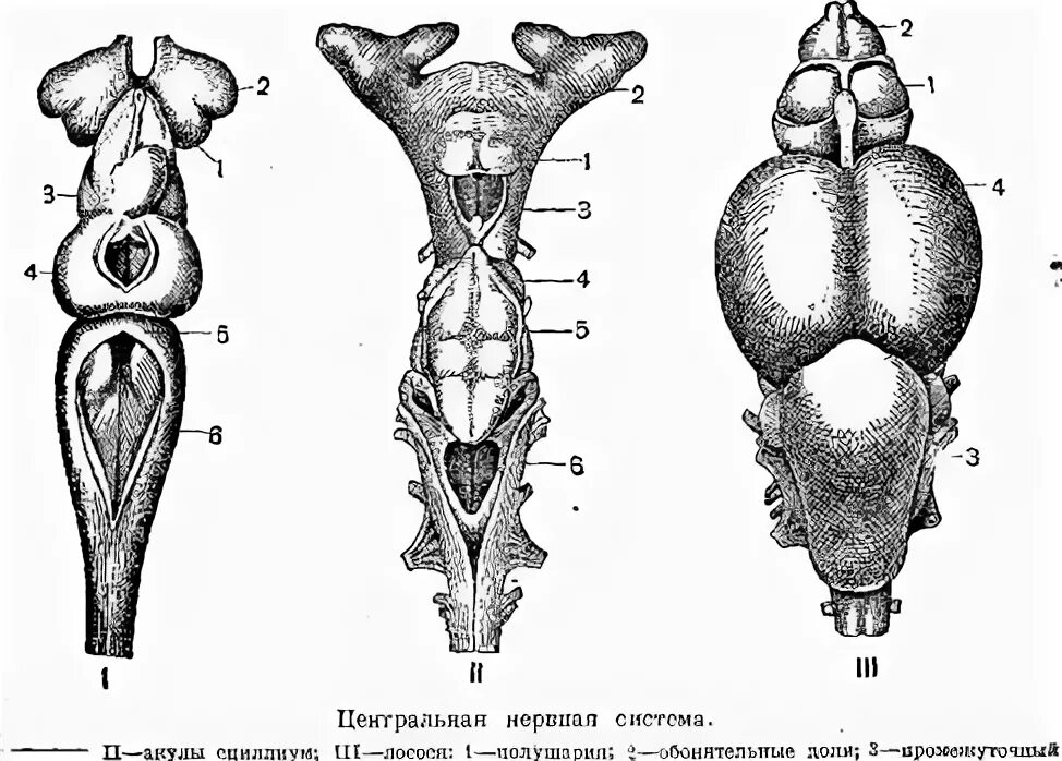 Какой мозг акулы