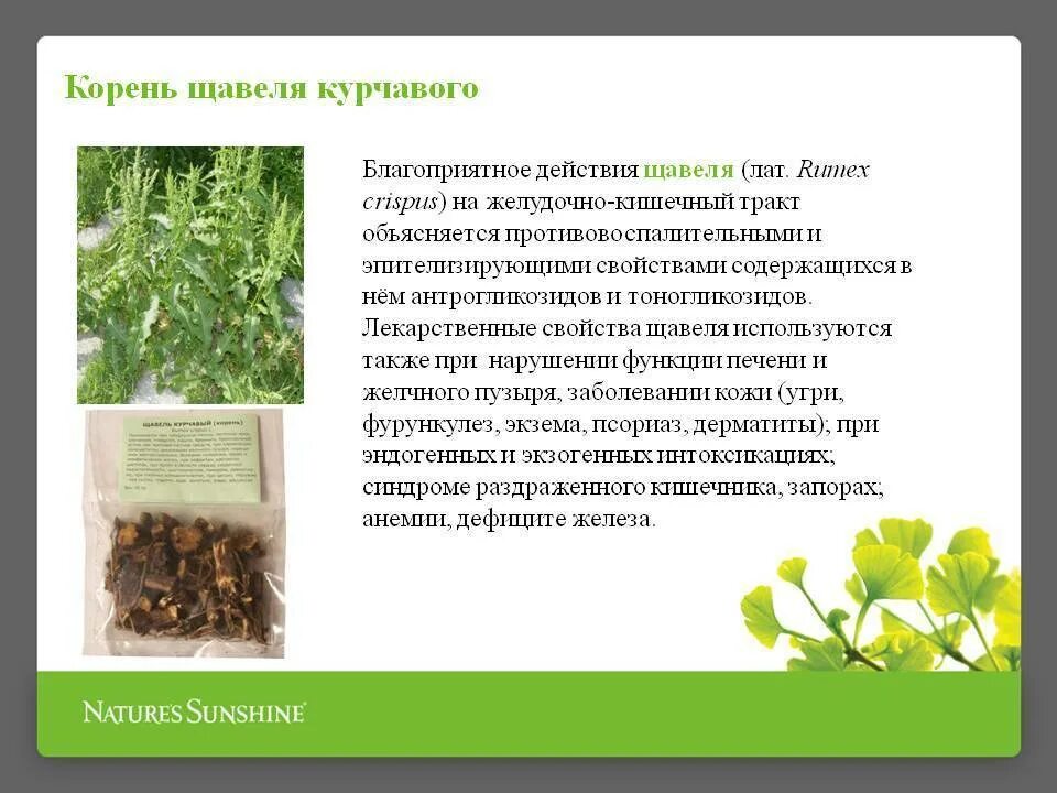 Анализ содержания текста собирая щавель. Щавель курчавый корень. корень щавеля. корневая система щавеля. щавель краткое описание.