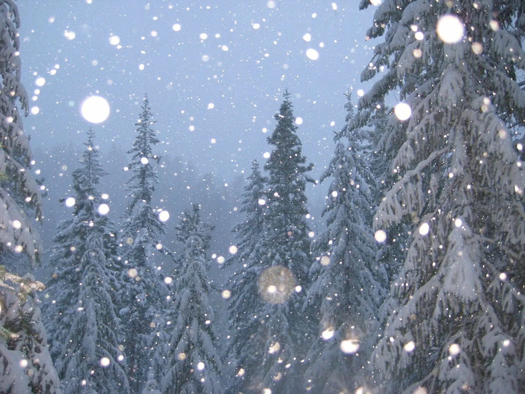 В новогоднем лесу. Падающий снег. Сказочный зимний лес. Зимний новогодний лес.
