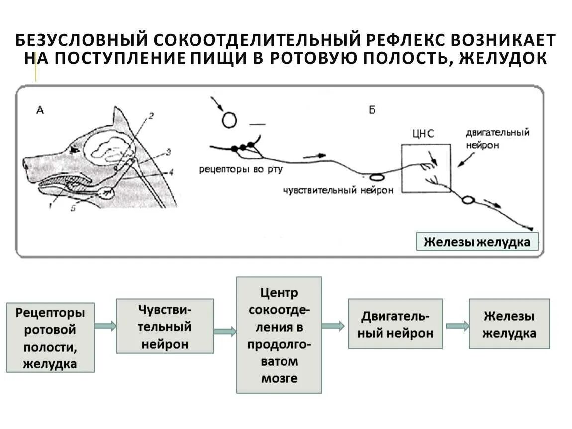 Схема безусловного слюноотделительного рефлекса. Рефлекторная дуга условного рефлекса. Схема условного слюноотделительного рефлекса человека. Рефлекторная дуга условного рефлекса на вид пищи. Условно и безусловно рефлекторная регуляция