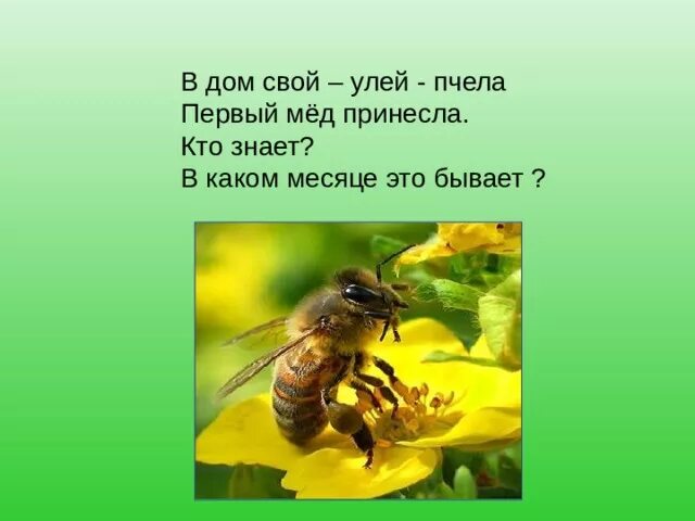 Пчелы 1 разбор. В улей пчела первый мёд принесла. Пчелы, в улей мед приносящие. Пчелиного улья падеж. Фразеологизм одна пчела много меду не принесет.