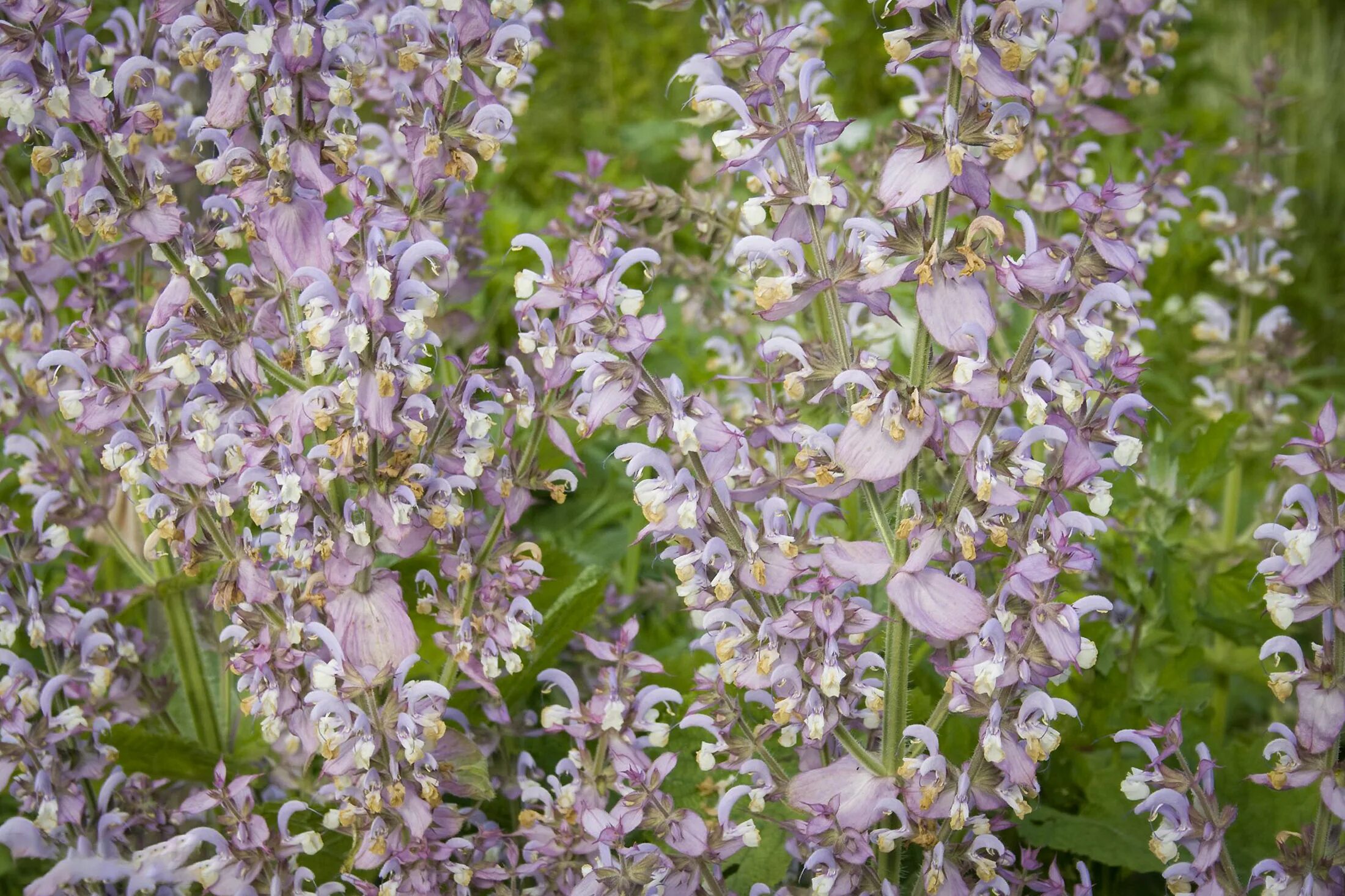 Шалфей мускатный Вознесенский 24. Шалфей мускатный (Salvia sclarea). Шалфей мускатный Вознесенский 24 посадка. Шалфей мускатный вознесенский