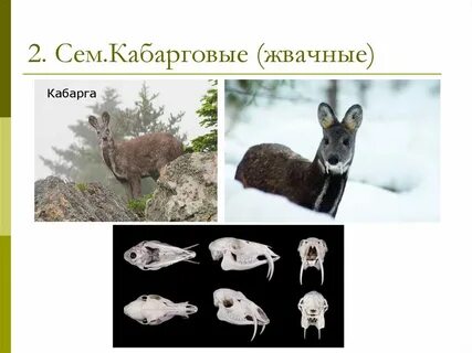 Какую среду обитания освоила кабарга
