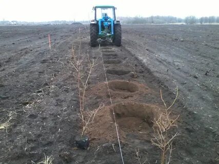 Расстояние посадки кустов голубики